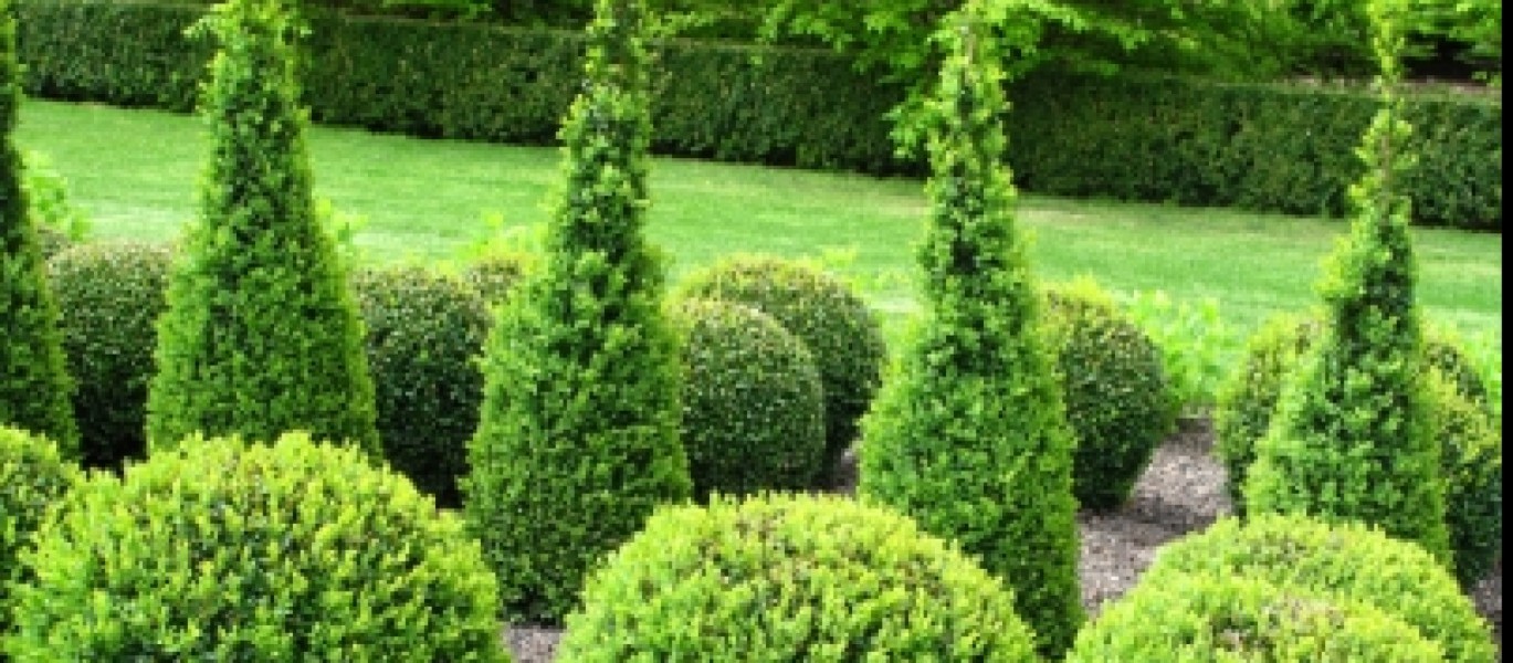 Buxus in alle formaten